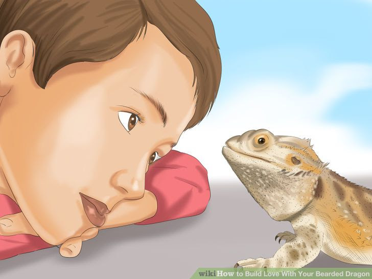 Build Love With Your Bearded Dragon Step 6.jpg