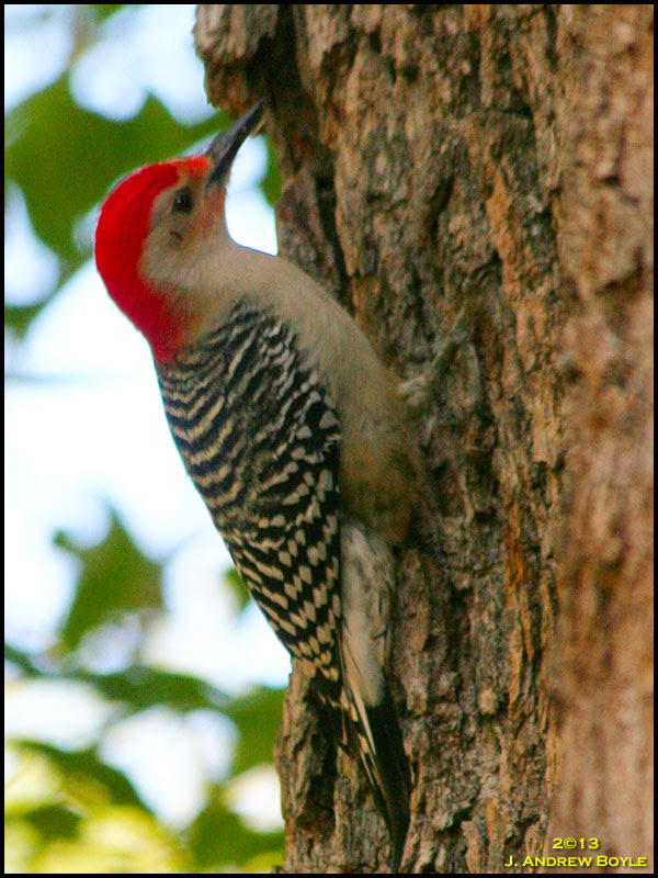 Red-bellied Woodpecker