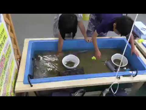 お盆にドジョウつかみを楽しむ兄妹 上手にたくさん捕まえています 釣りtuber