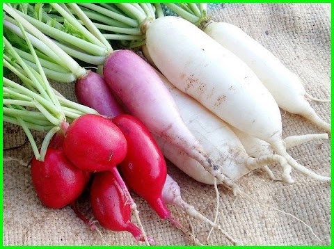 gambar tanaman sayur sayuran