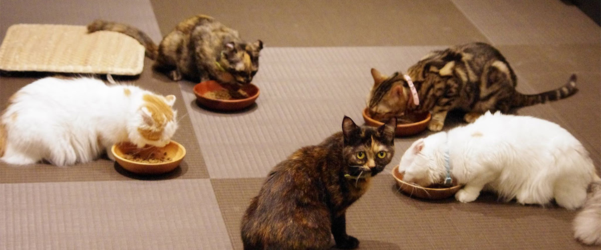 猫カフェなら猫喫茶空陸家 猫スタッフ一覧