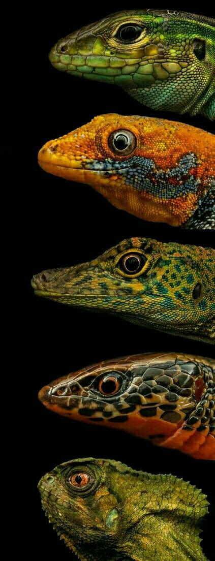 Idei Na Temu Reptiles 4 Reptilii Yashericy Zhivotnye