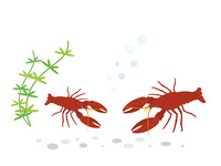 タガメ 水生昆虫 の画像素材 イラスト素材ならイメージナビ