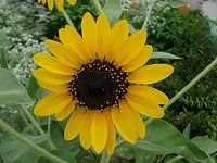 ８月５日の誕生花 ヒマワリ 向日葵 の花言葉 あこがれ あなただけを見つめる 黄色い大輪の花の 敬慕 弥生おばさんのガーデニングノート 花 と緑の365日 楽天ブログ