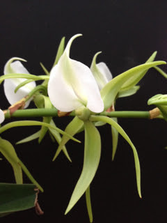 アングレカム開花してます 公園だより 海洋博公園 Official Site スマートフォン版