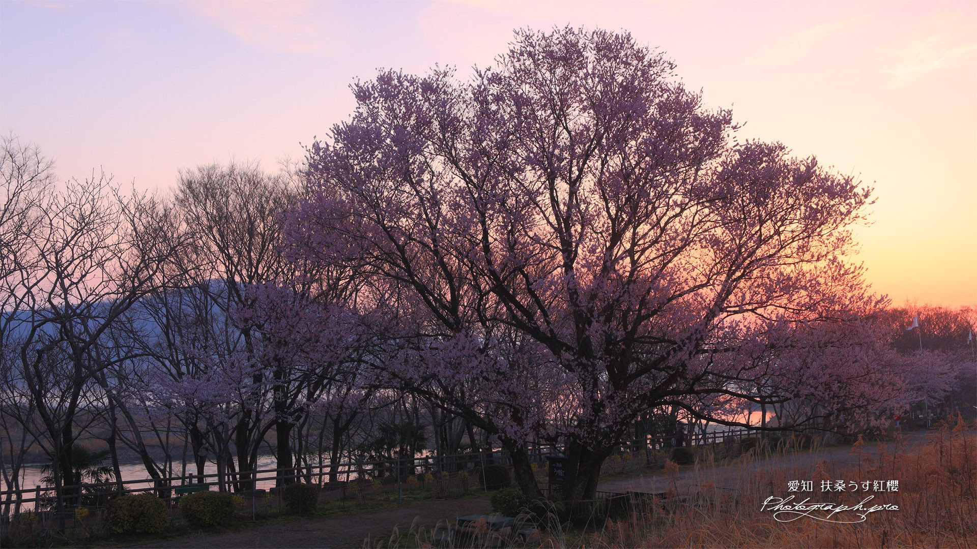 扶桑うす紅桜 春は曙 の壁紙 19x1080