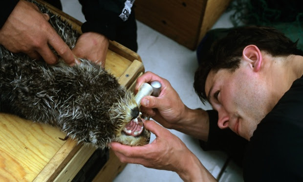 Researchers catch sea otters in Short Arm Bay in the Bay of Isles on Knight Island, the epicenter of the Exxon Valdez oil spill. The data is used to estimate the impact of the oil spill on the sea otter population.