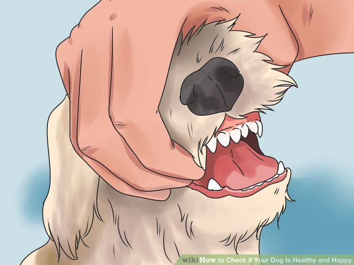 Check if Your Dog Is Healthy and Happy Step 9.jpg