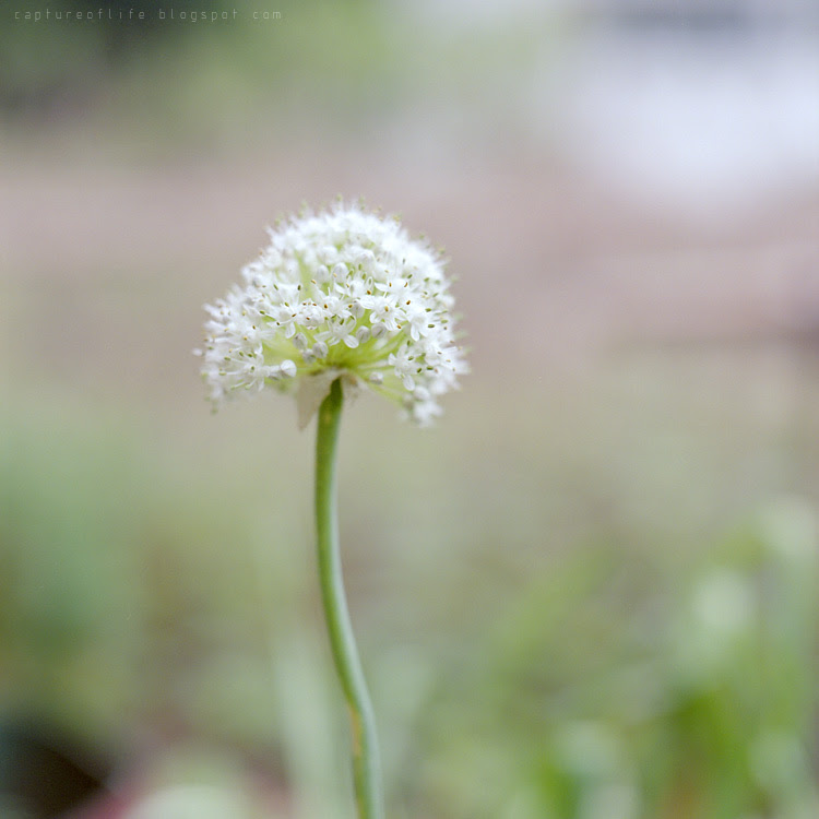 close-up