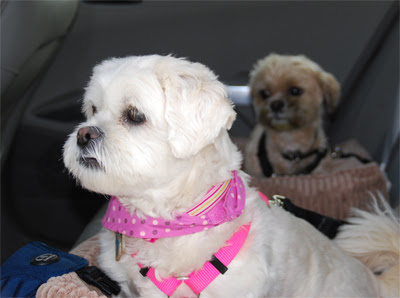 3-buckled-up-for-safety