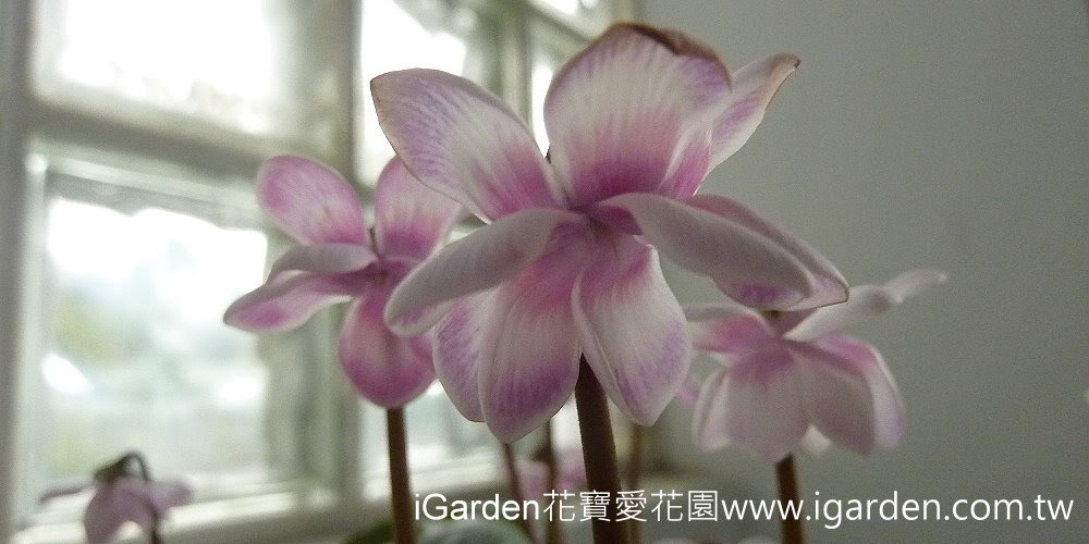 第703回花謎擂台 | iGarden花寶愛花園