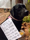 Best Diet For Dogs With Diabetes / What Do You Feed a Dog with Chronic Pancreatitis - DogVills - Regardless of cause, here are a few remedies to get yo.