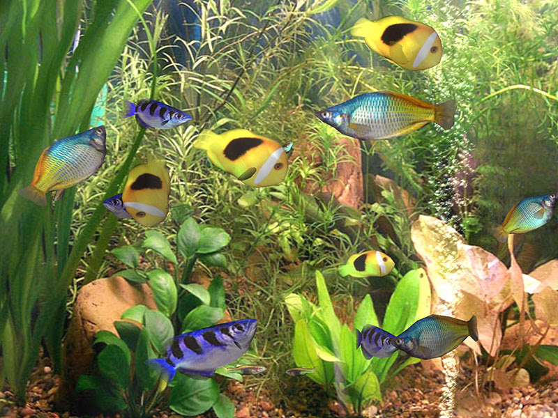 3D Screensaver Screen Saver