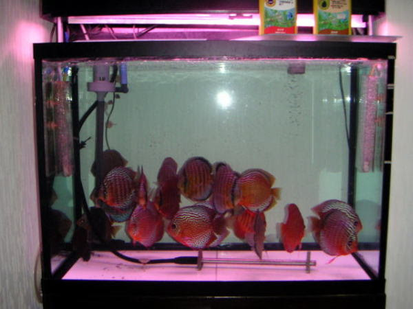 我が家の飼育環境とディスカスたちの写真 もりげんのホームページ In 楽天 楽天ブログ