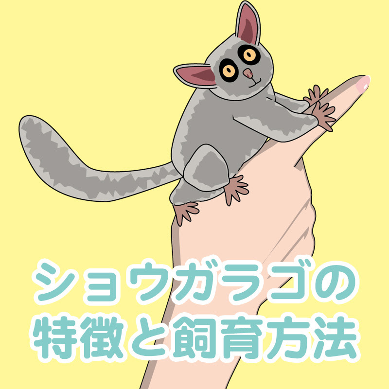 大きな瞳が愛くるしいお猿さん ショウガラゴの特徴と飼育方法を解説