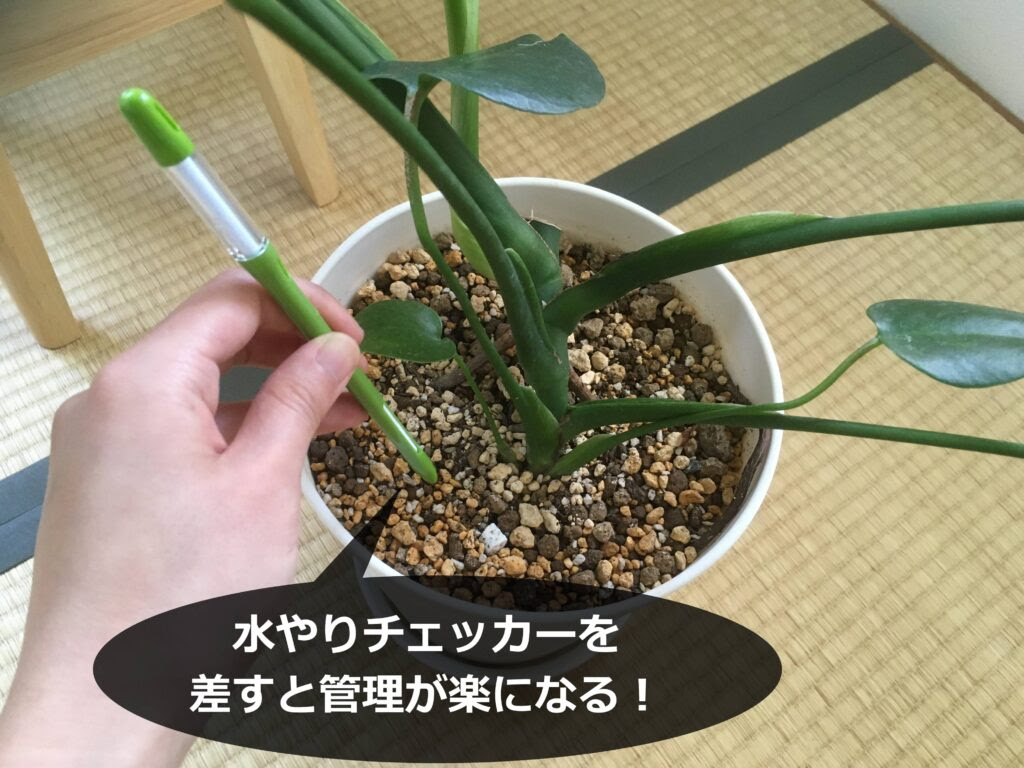 素焼き鉢のカビ 取り方とカビ対策 徹底解説します Komame Topics