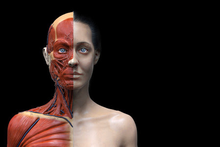 Human Body Anatomy Of A Female Woman Muscular Anatomy Isolated 3d Render Of The Face Neck And Chest Stock Images Page Everypixel