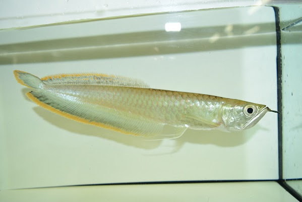 さかな紹介 静岡市の熱帯魚専門店 大型魚 古代魚 珍魚 World Rivers