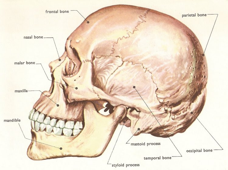 human skull, side view human anatomy skeleton. human skull, side view