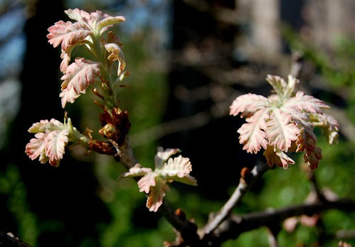 Emerging oak leaves