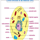 Grade 8 Animal Cell And Plant Cell Diagram / Ncert Solutions For Class 8 Science Chapter 8 Cell Structure And Functions Learn Cbse / It has a circular dense structure.