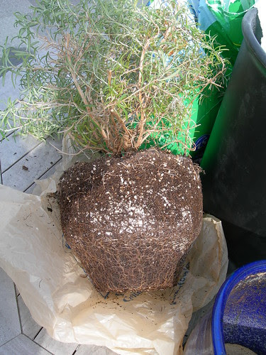 2009-04-04 Transplanting Things (2)