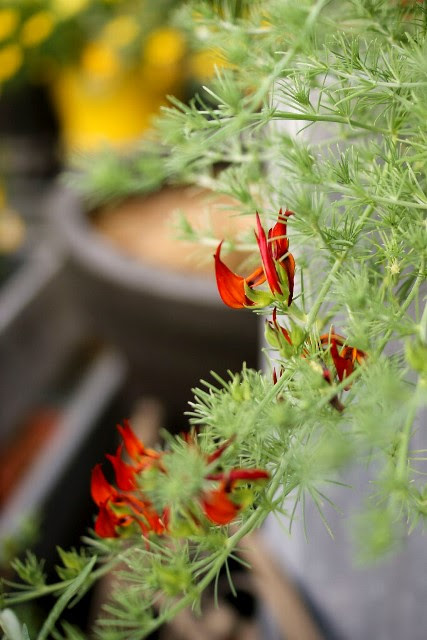 あらためて 元気で活きの良い植物専門店エコマルシェオニヅカのブログ