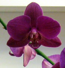 007 orchids