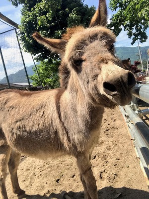 須坂市動物園日記 ロバ マロン が亡くなりました