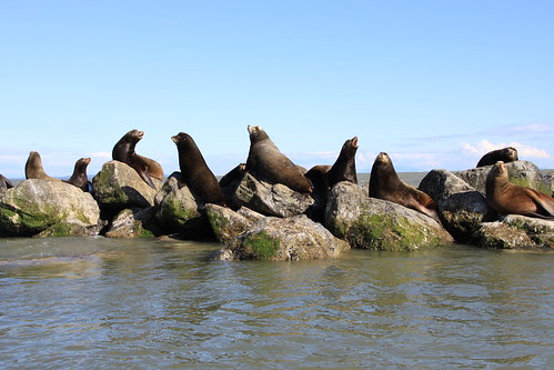 Steller Sea Lions