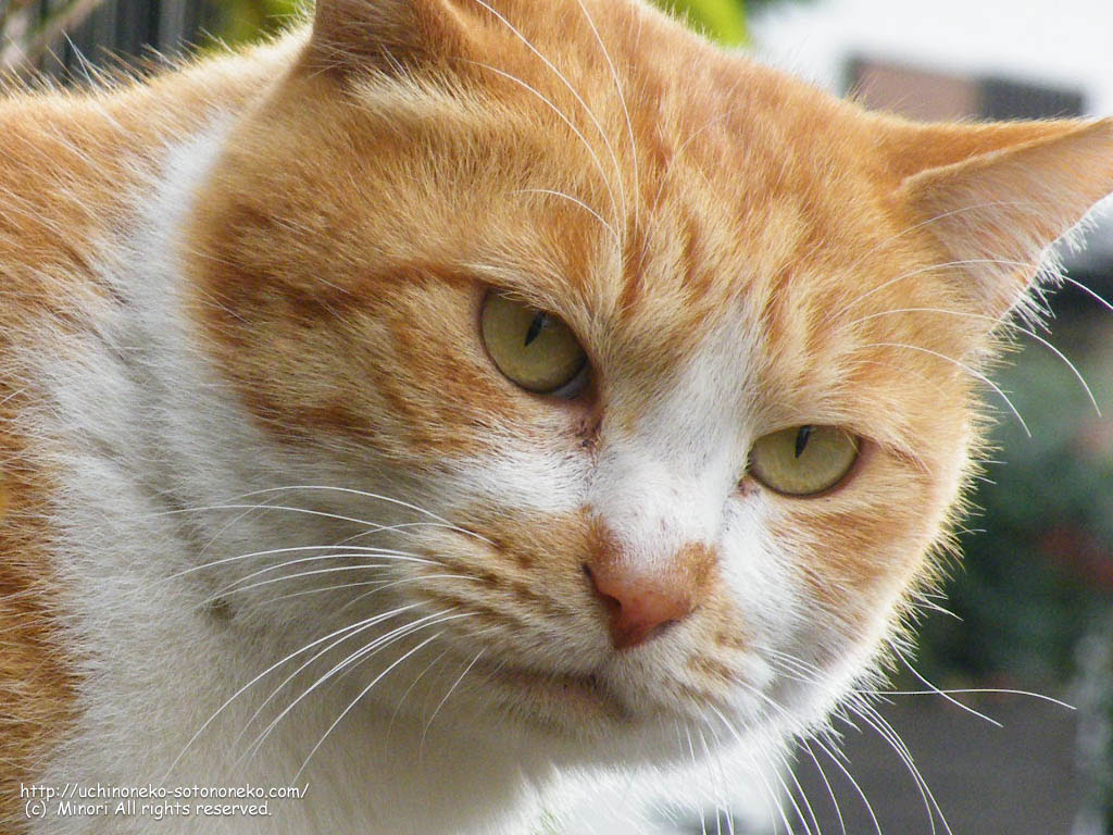 うちの猫 そとの猫 壁紙 No 5