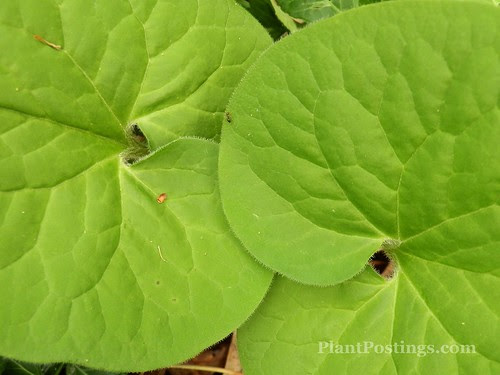 twin leaves