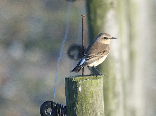 DSC_4318 Wheatear