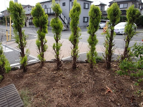 エレガンティシマの剪定 その後 きむきむの楽々ガーデニング日記