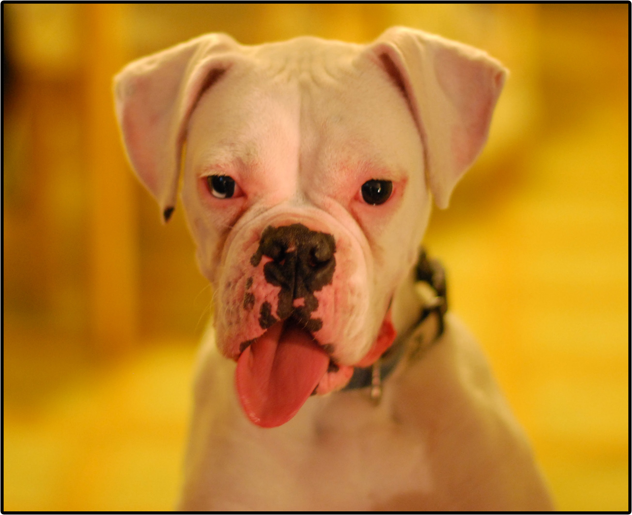 フリー画像 動物写真 哺乳類 イヌ科 犬 イヌ 子犬 ボクサー犬 あっかんべー フリー素材 画像素材なら 無料 フリー写真素材のフリーフォト