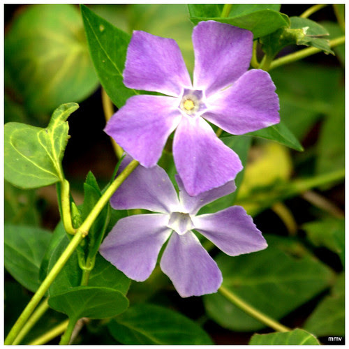 La Vinca, Vincapervinca o Hierba doncella, recibe el nombre científico de Vinca minor
