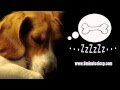 CALM YOUR DOG | Rain Sounds Soothe Anxious Dog | Nature & Birds