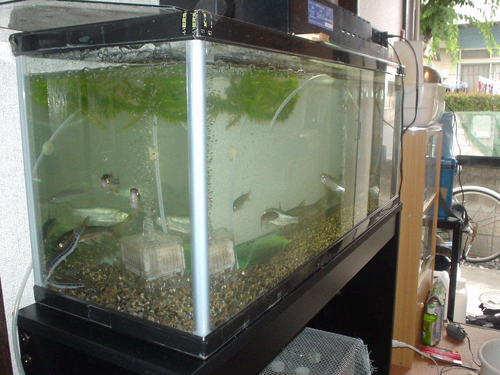 90cmスリム水槽 稼動 うみーのお魚愚痴日記 Case