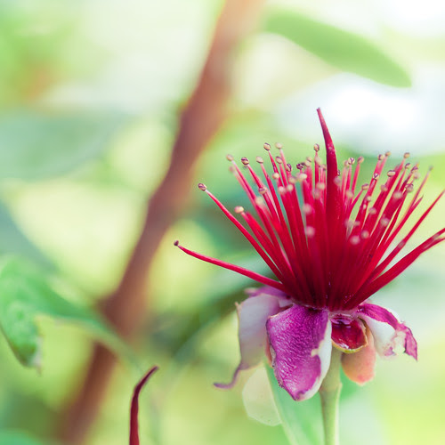 Flower