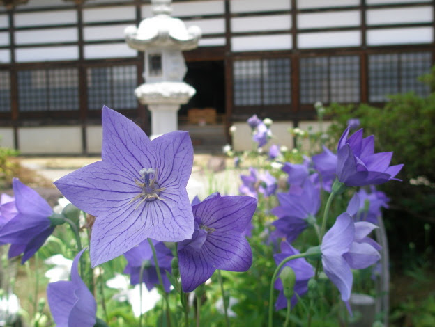 紫色の花図鑑