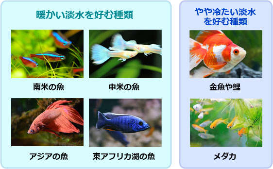 ナチュラルアクアリウムの淡水魚ガイド 産地別種類と飼育方法 株式会社セラジャパン