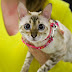 Pecinta Kucing, Yuk Gabung di Kittenfriend! Media Sosial Komunitas yang Paling Aman dan Nyaman!