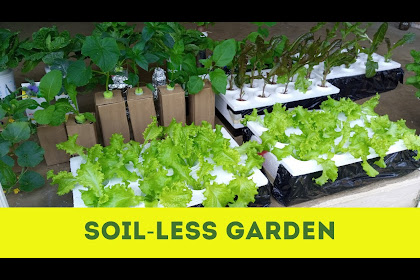 How To Master Modern Soil-Less Gardening