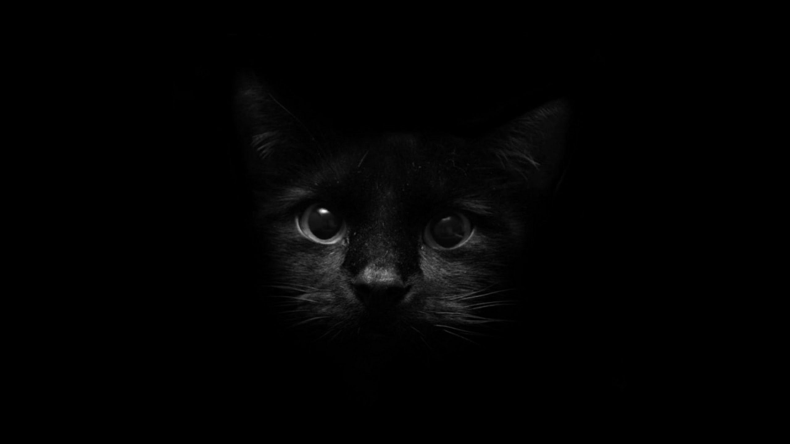 2560x1440 Black Wallpaper (84+ images)