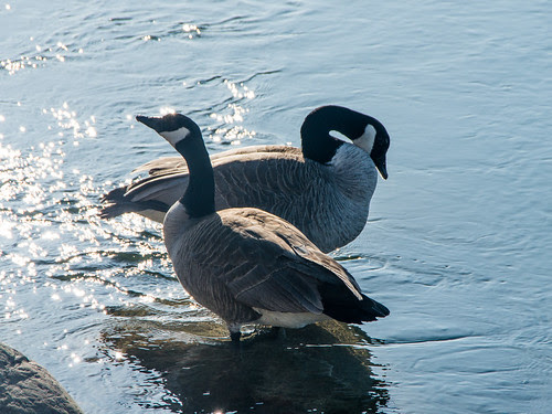 Canada geese