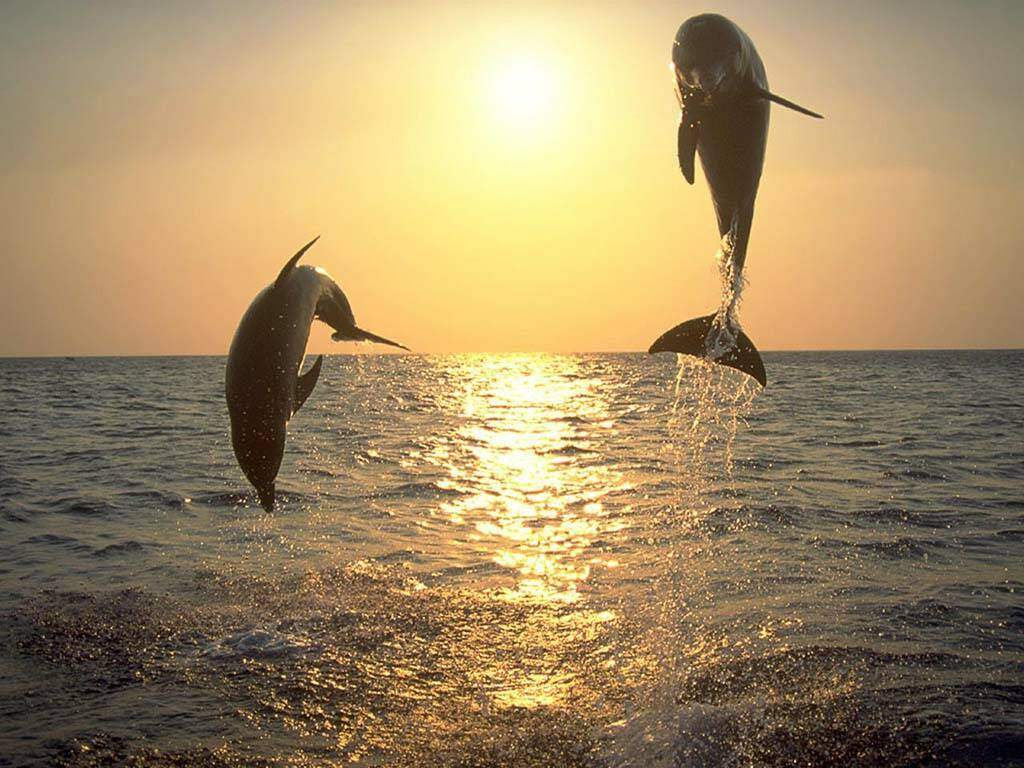 photo dauphins