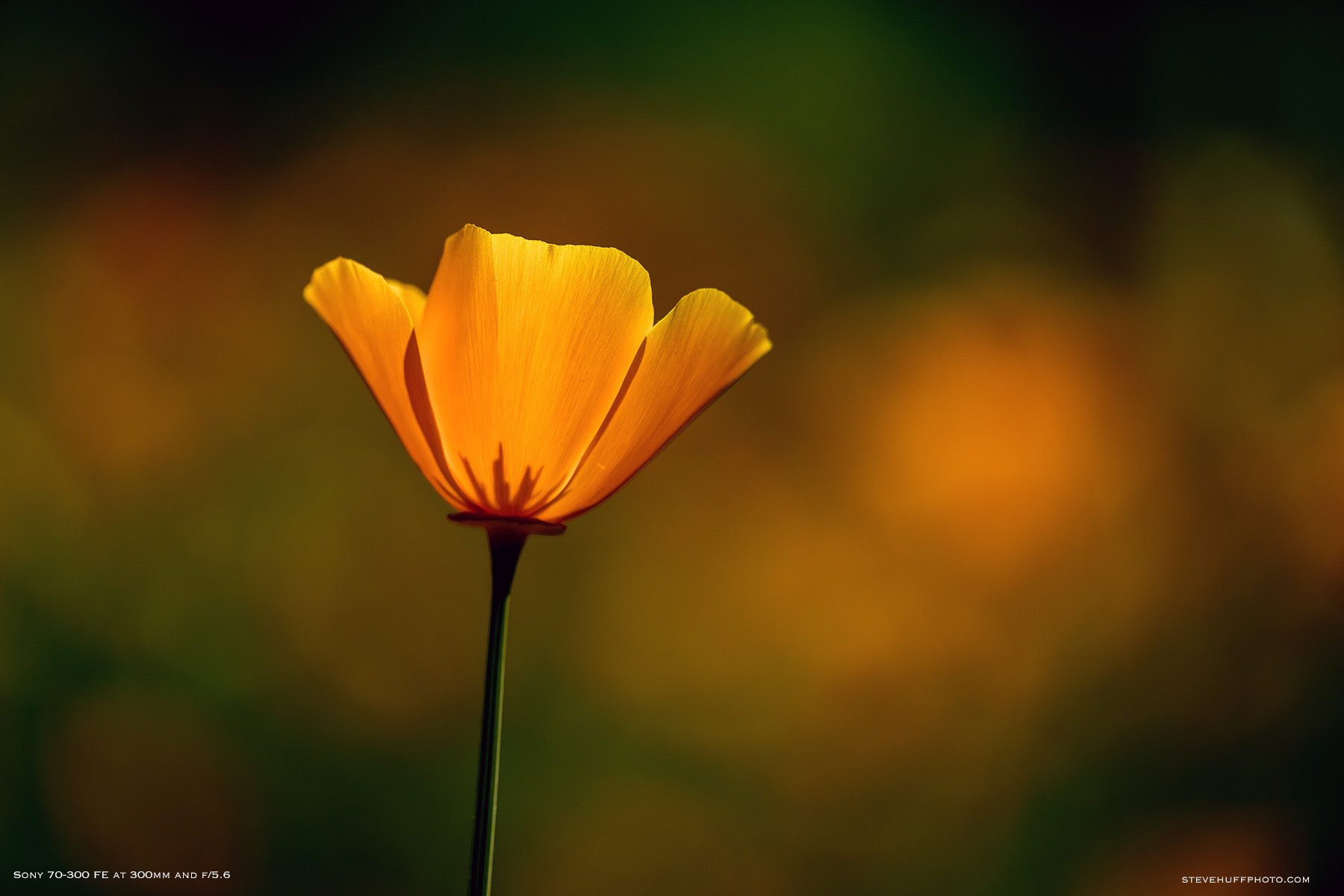 Hands On First Look And Samples From The Sony 70 300 F 4 5 F 5 6 Oss Fe Lens Steve Huff Photo