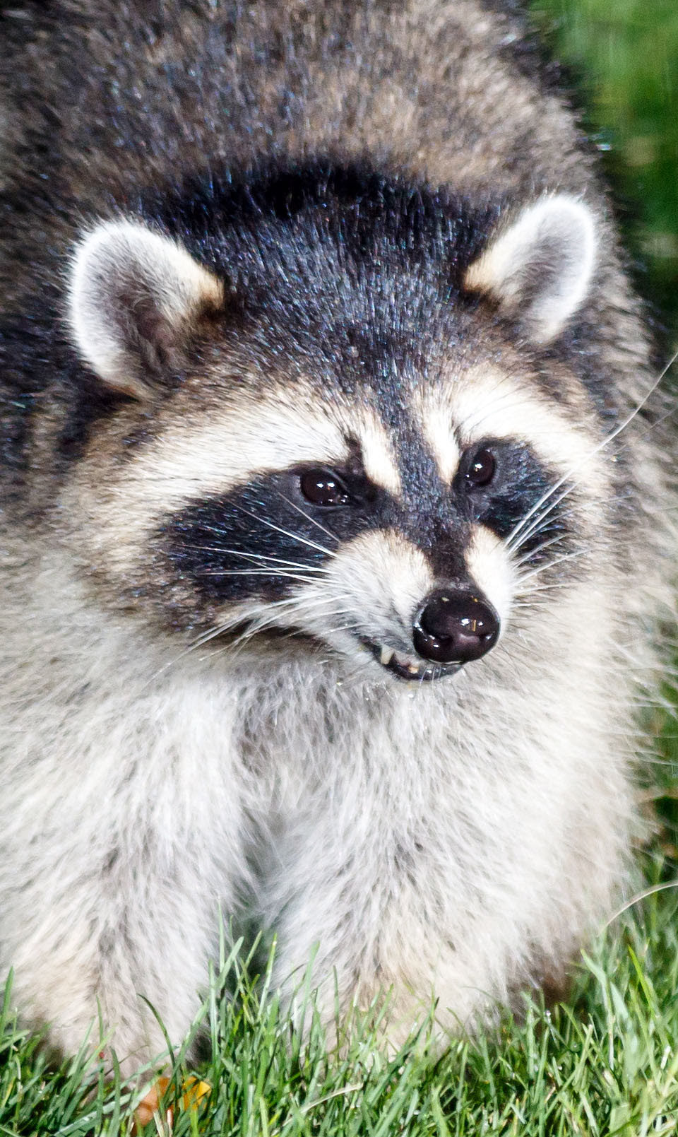 2019: Raccoons & Foxes visiting/decimating my peach trees :-(