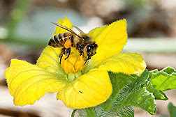 A honey bee, with pollen attached to its hind leg, pollinating a watermelon flower.