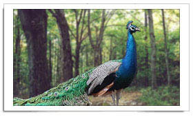 National Bird மயில் - www.prohithar.com